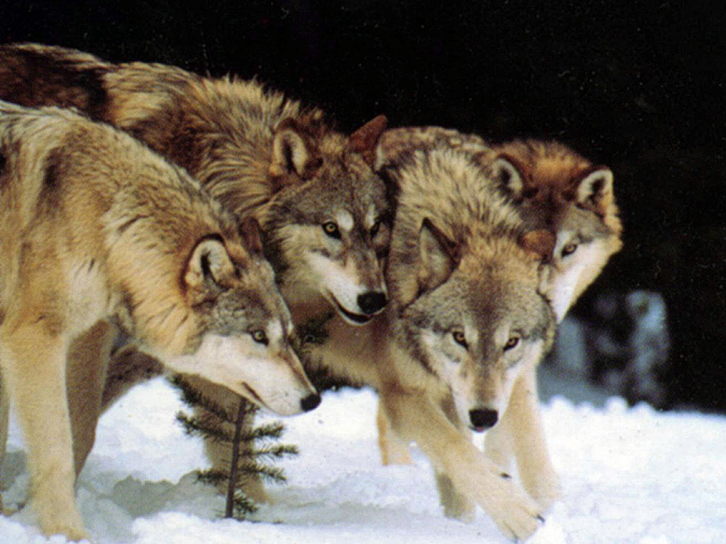 wolf pack ` Howling For Justice