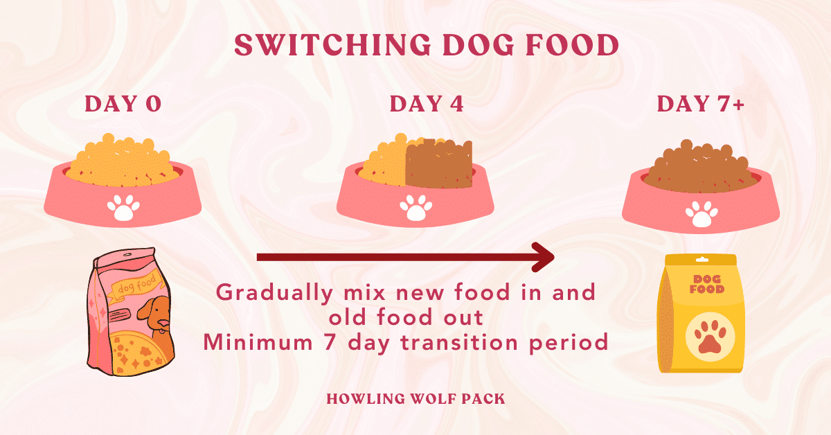 Switching Dog Food: How to Transition Your Dog's Diet
