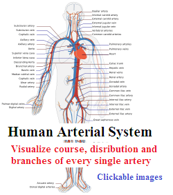 Human Arterial System – howMed
