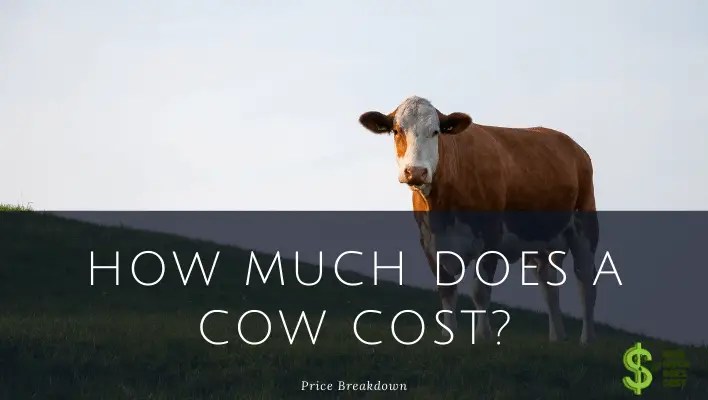 How much does a cow cost? How much does cost?