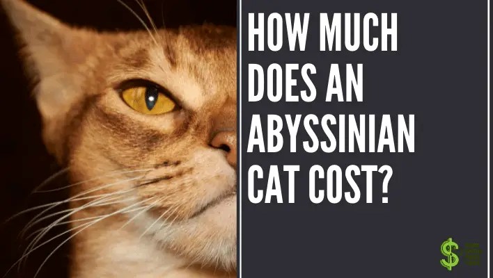 How much does an Abyssinian cat cost How much does cost?