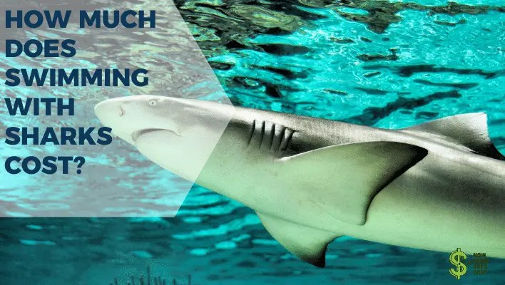 How Much Does Swimming With Sharks Cost? How much does cost?
