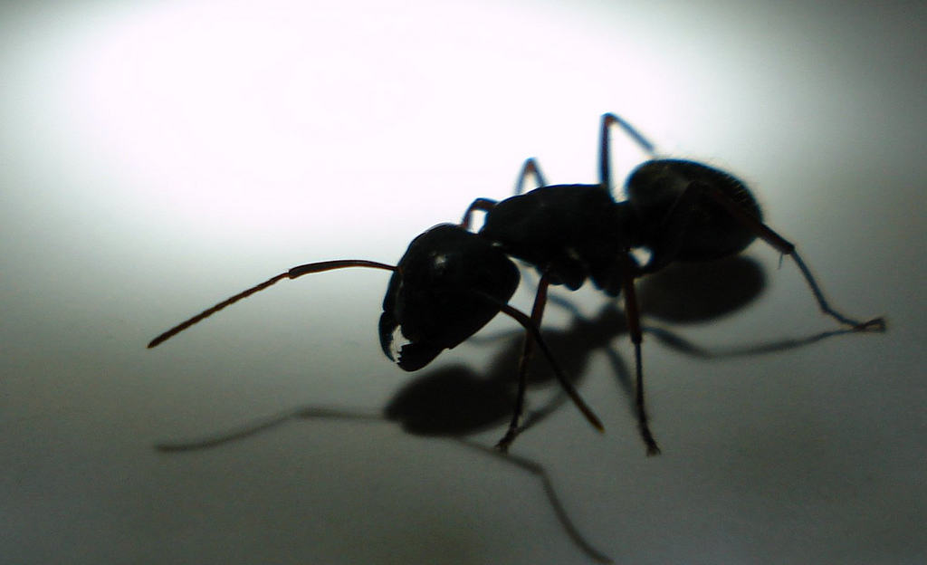How to Keep Ants Away From Your House