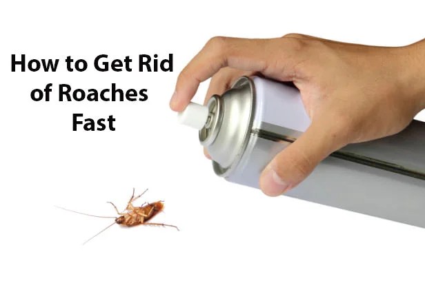 How to Get Rid of Roaches Fast?