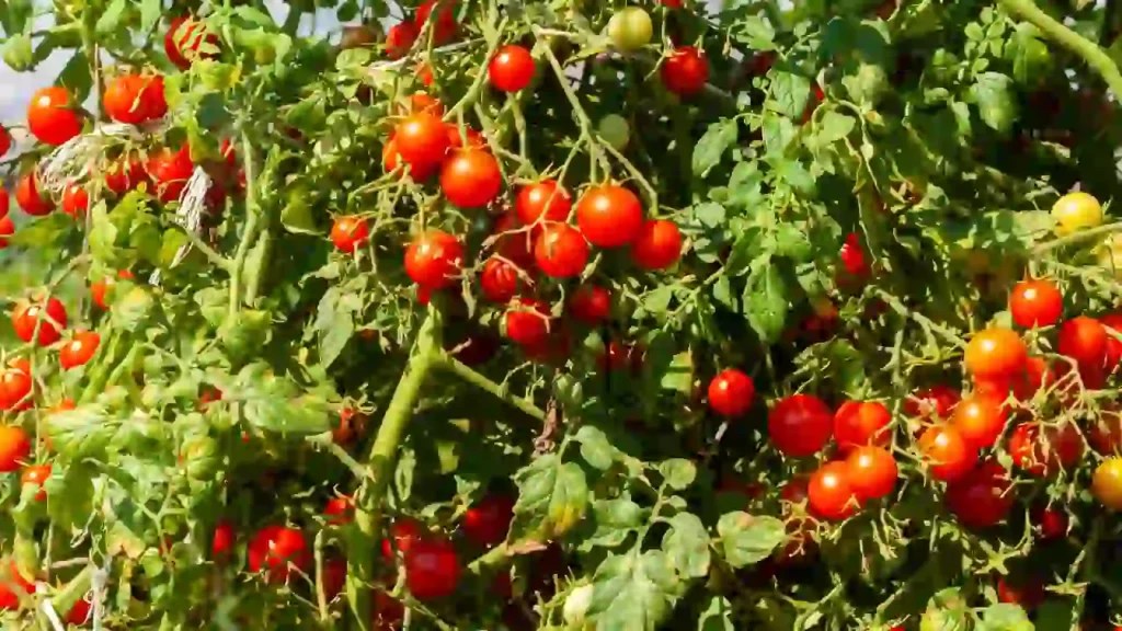Do Tomato Plants Need Full Sun To Grow? HowTL