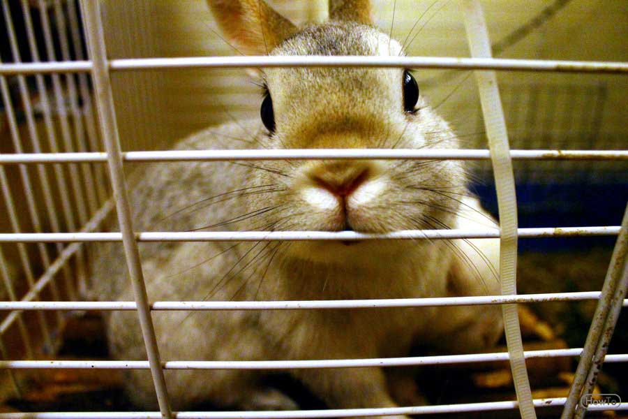 7 Easy Steps to Litter Train a Rabbit at Home Howto 7 Easy Steps to Litter Train a Rabbit at Home Howto