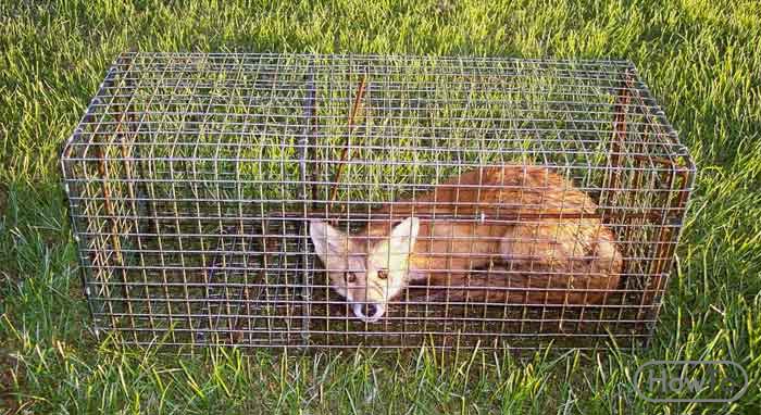 How to Catch a Fox Easy Fox Trapping Guide Howto