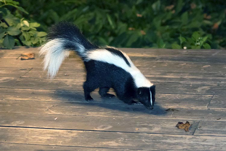 How to Catch a Skunk in a Live Trap & Release It Howto