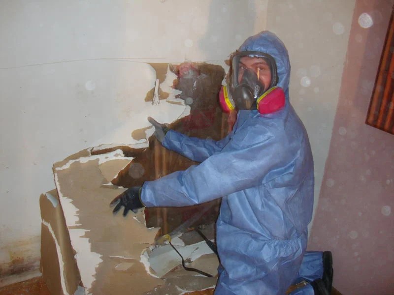 How to Remove and clean Black Mould How To Build A House