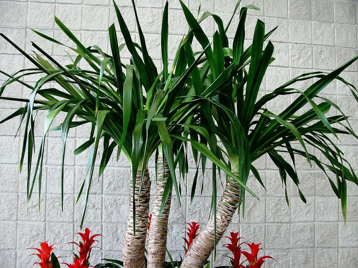 Yucca Plant