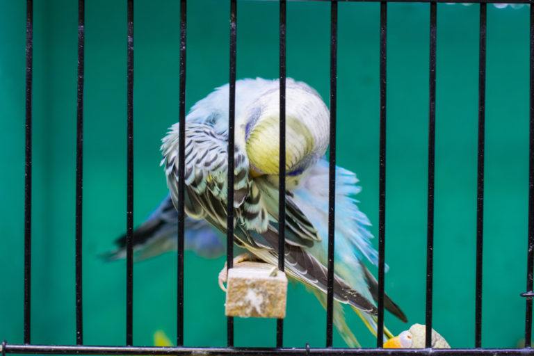 How to Clean a Bird Cage How to Clean Things