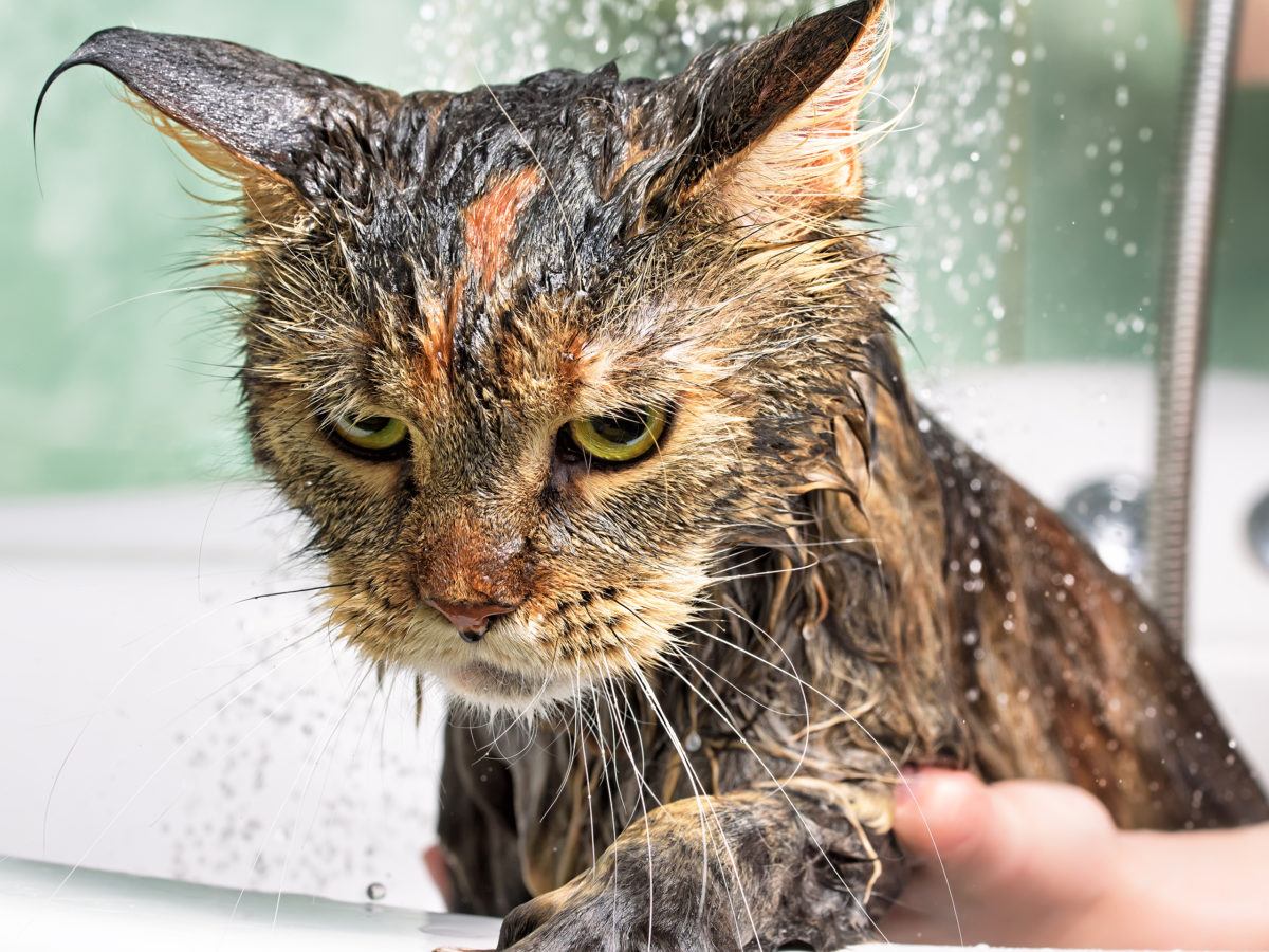 How to Clean a Cat