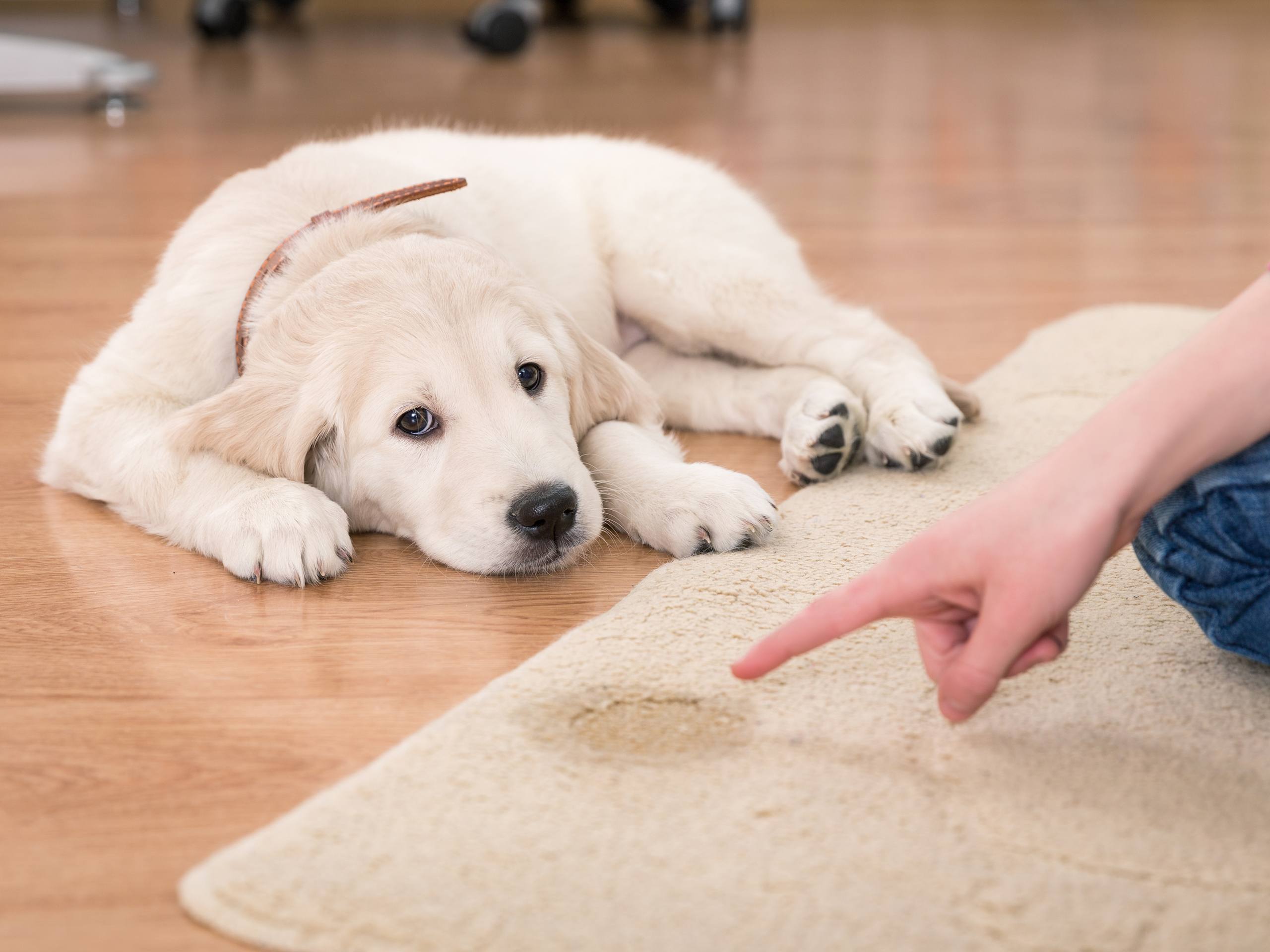 How To Get Rid Of Human Urine Smell On Hardwood Floors Floor Roma