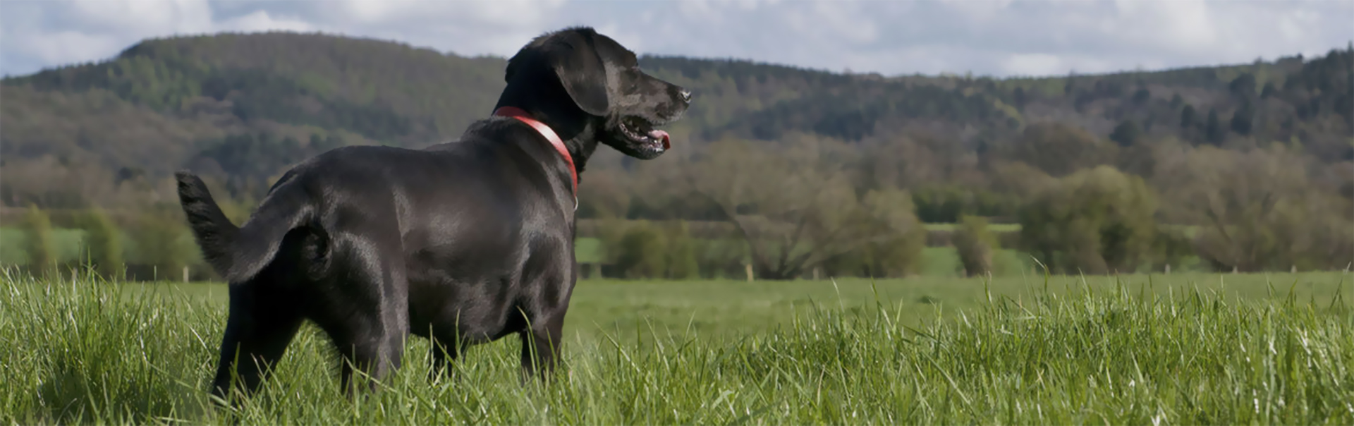 Products How to Clean Turf
