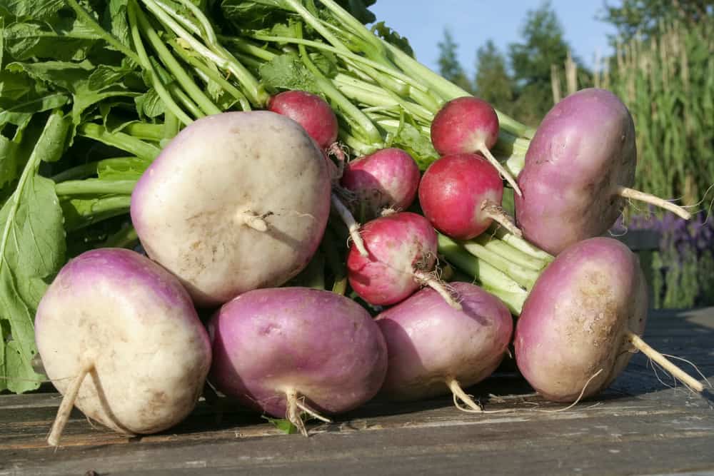 Turnip vs Radish What’s the Difference?