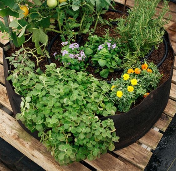 What Is A Smart Pot And Are They Better Than Plastic Pots?