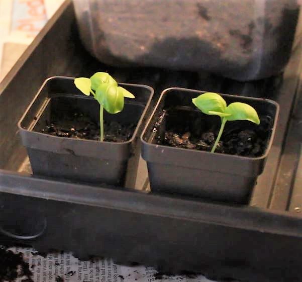 How To Transplant Basil Seedlings Into Individual Pots