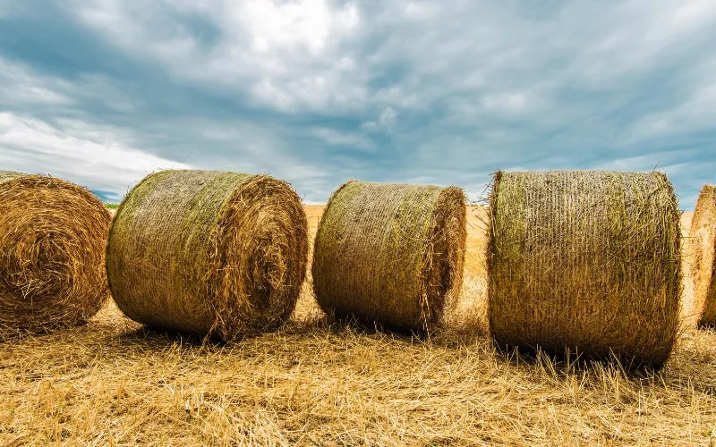 How to Dispose of Hay Bales? How to Dispose