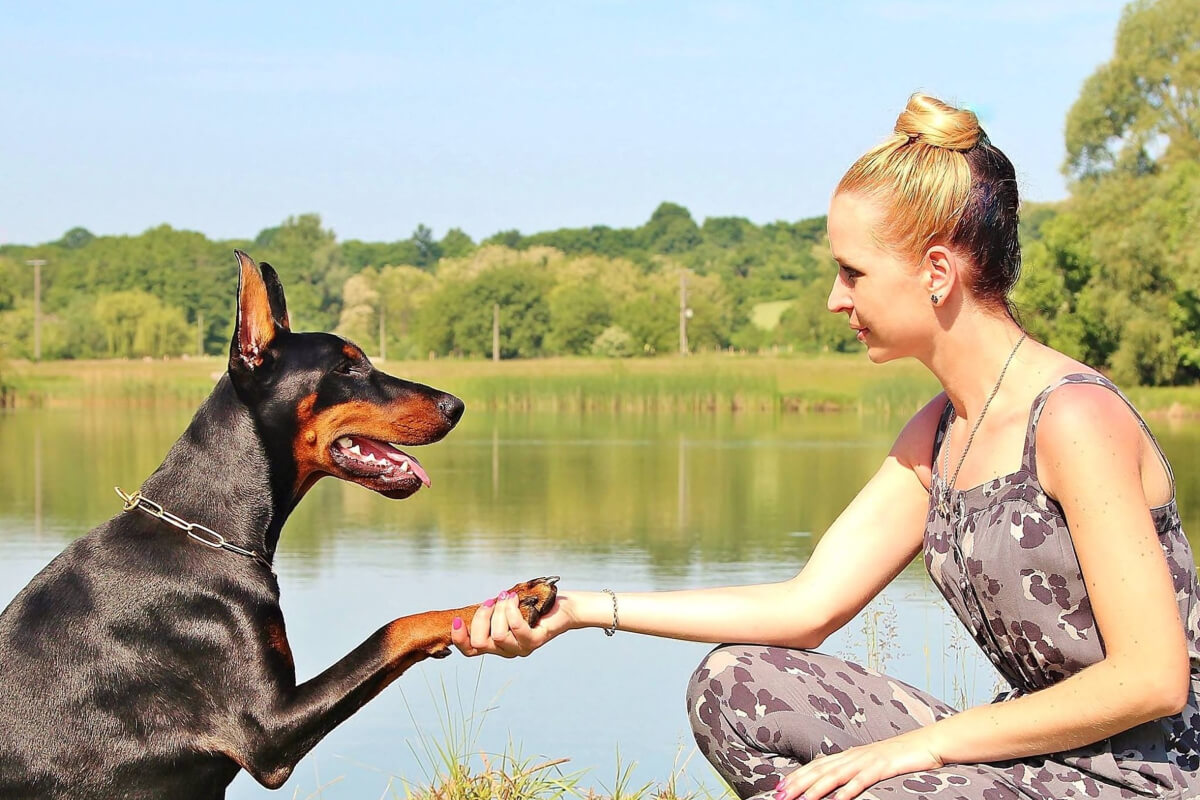 (6 SURPRISING REASONS) Why Does My Dog Stand Over Me Dog