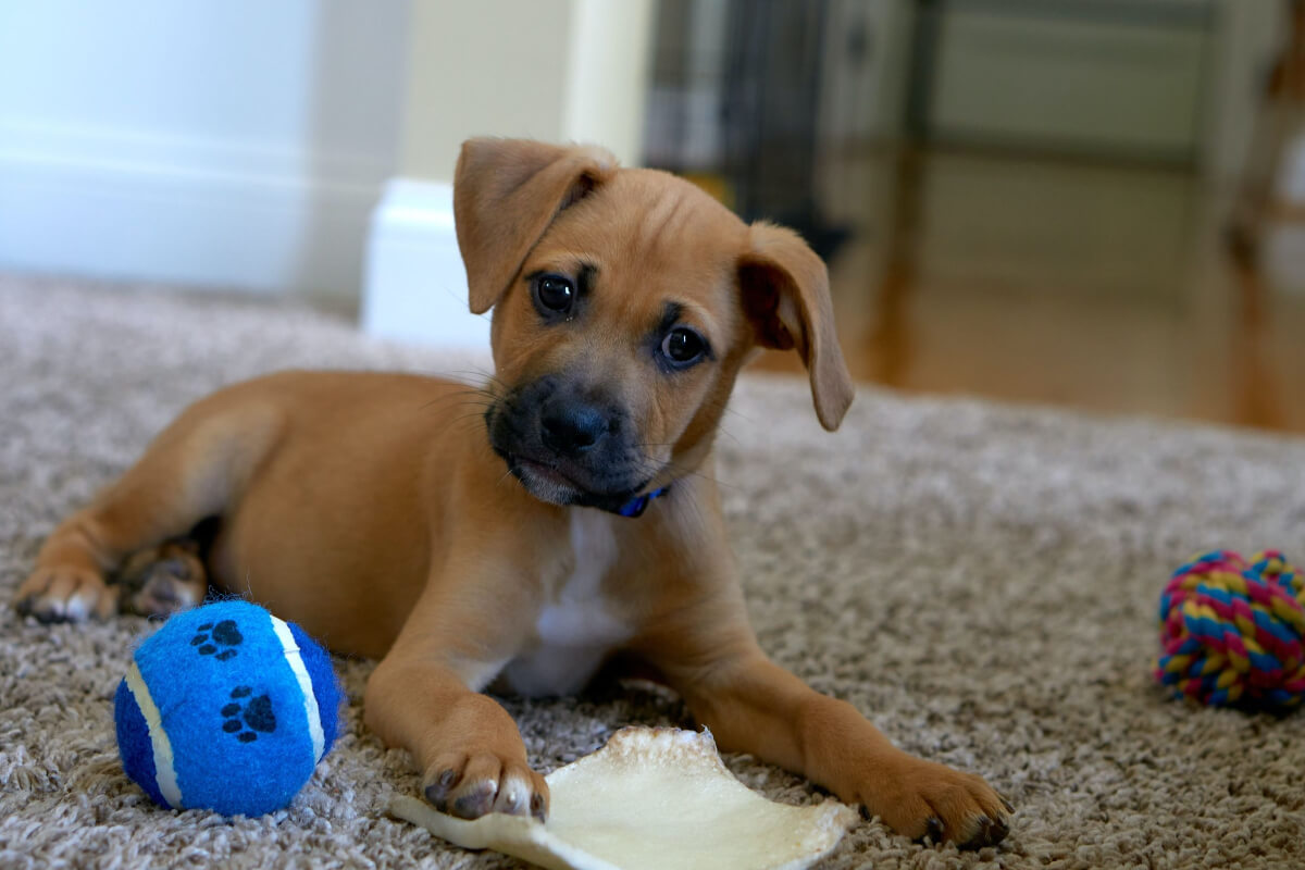 How To Prevent Separation Anxiety In Puppies Dogs Training Tips