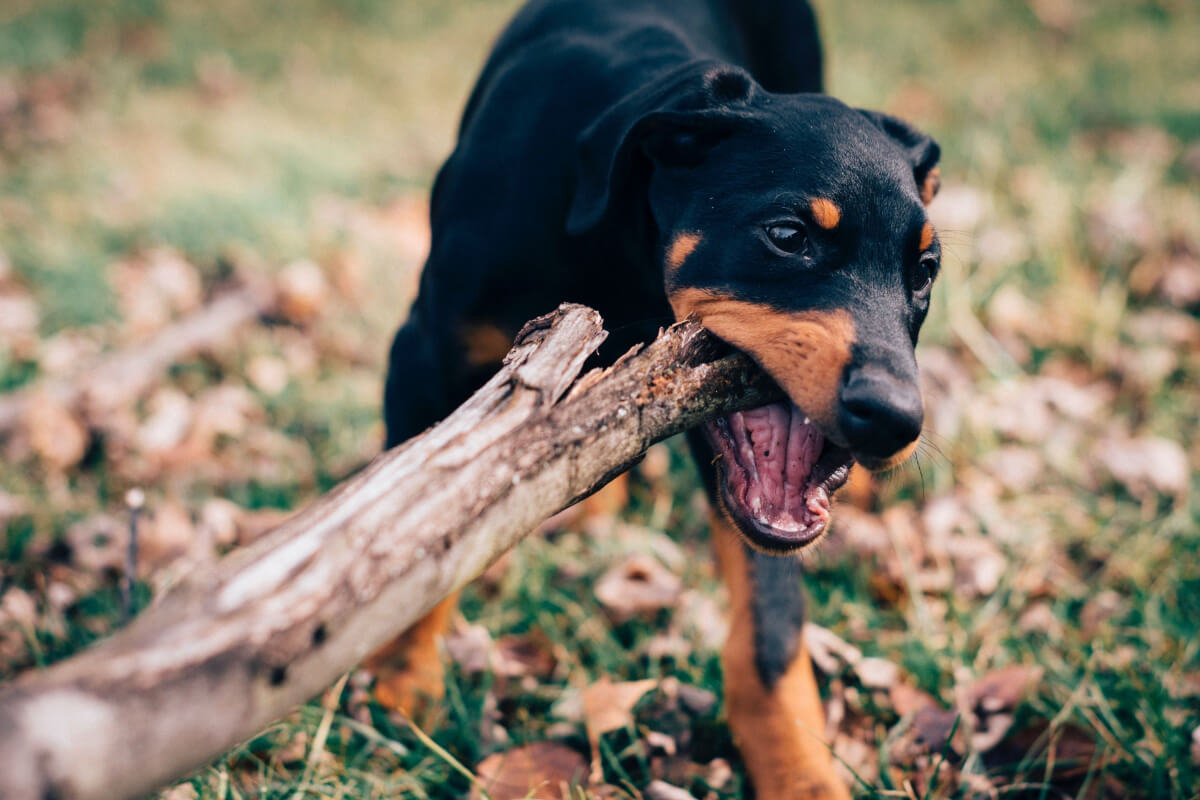 How To Stop A Dog Attacking Another Dog Dogs Training Tips