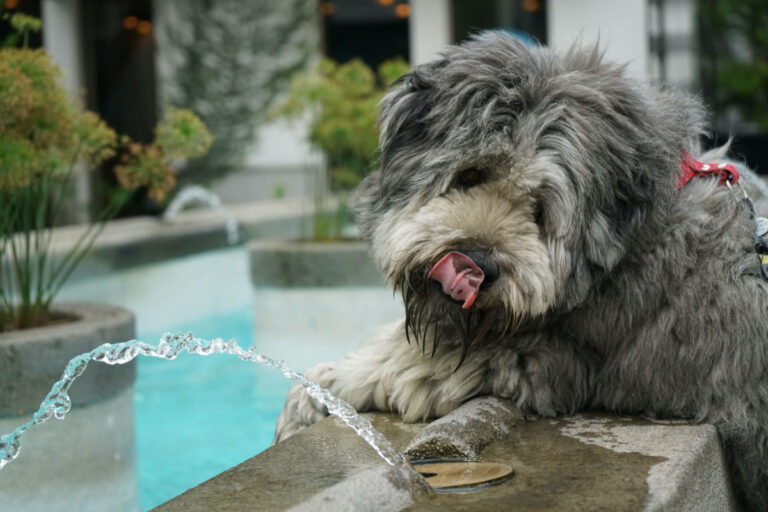 Why Does My Dog Throw Up After Drinking Water Dogs Training Tips