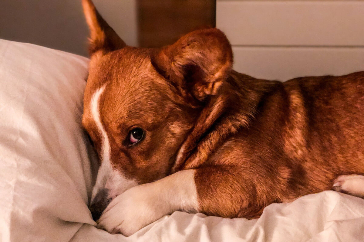 Midnight Leaps Why Does My Dog Jump On My Bed In The Middle Of The Night
