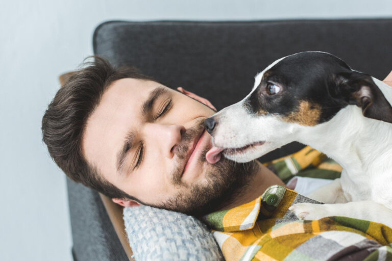 Why Does My Dog Lick My Face In The Morning Dogs Training Tips