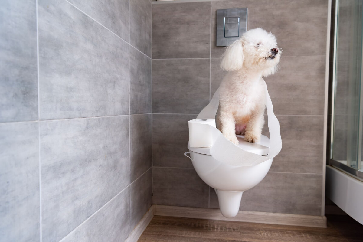 Why Do Dogs Follow You to the Bathroom Dogs Training Tips