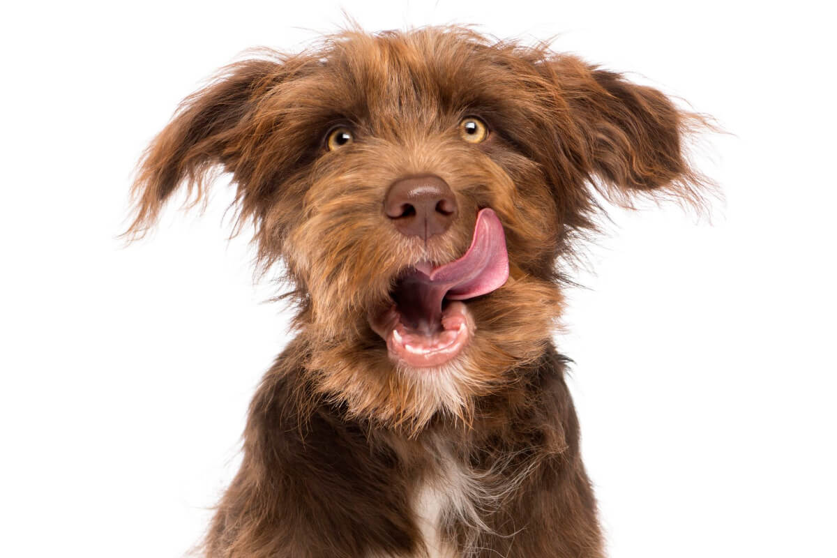 Why Does My Dog Lick the Air When I Scratch His Bum Dogs Training Tips