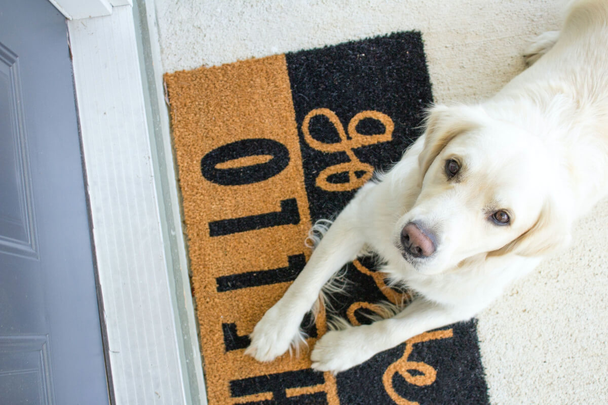 Why Does My Dog Sleep in Doorways Dogs Training Tips
