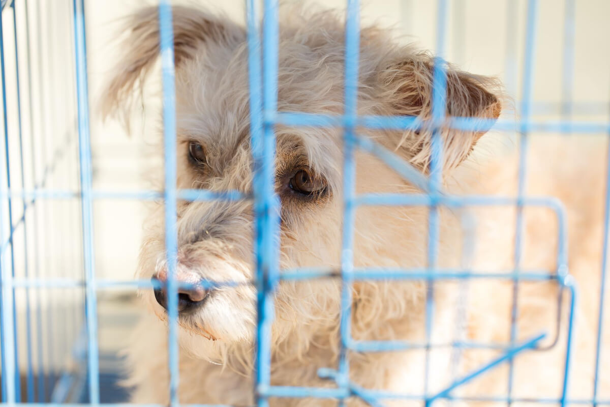 Should I Leave Food And Water In My Dog Crate at Viola Garcia blog
