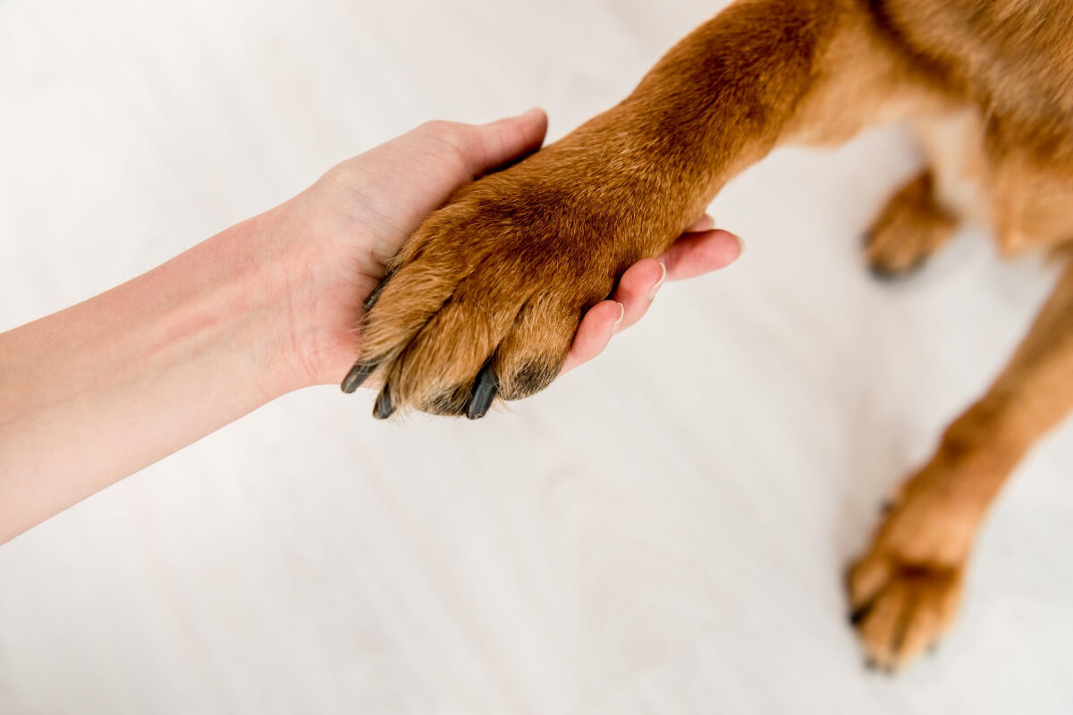 Why Does My Dog Hold My Hand Dogs Training Tips