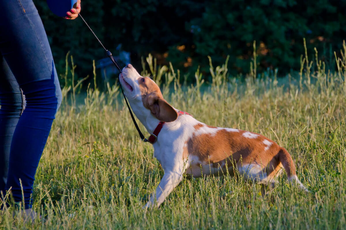 Why Does My Dog Only Misbehaves When I’m Around Dogs Training Tips