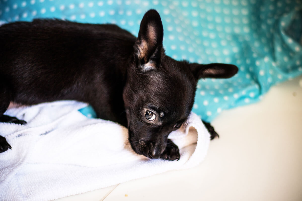 Why Do Chihuahuas Sleep With Their Tongue Out Dogs Training Tips