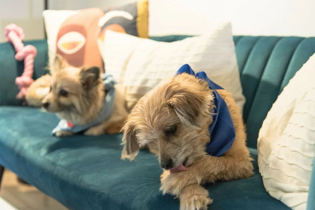 (6 WAYS) How To Keep Dog From Scratching Wound