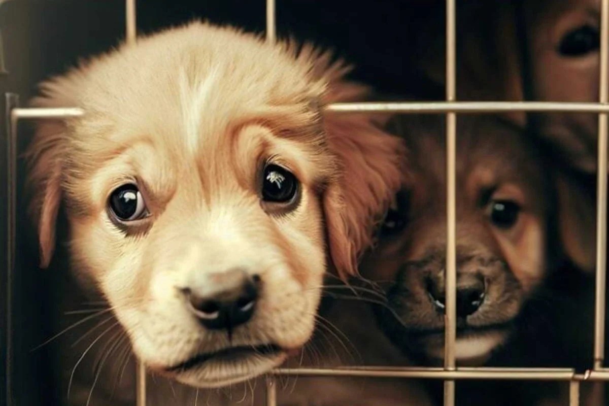 (6 SURPRISING REASONS) Why Do Puppies Hate Crates