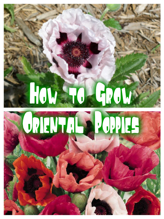 How to Grow Oriental Poppies How To Do Easy