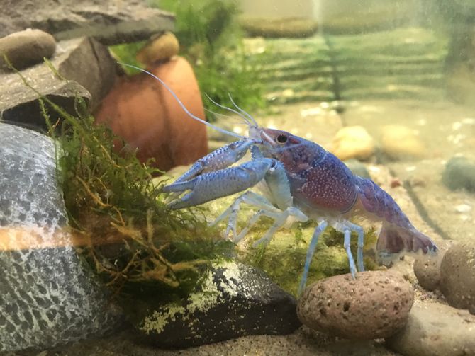 What do crayfish eat