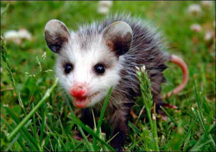 What food do australian possums eat