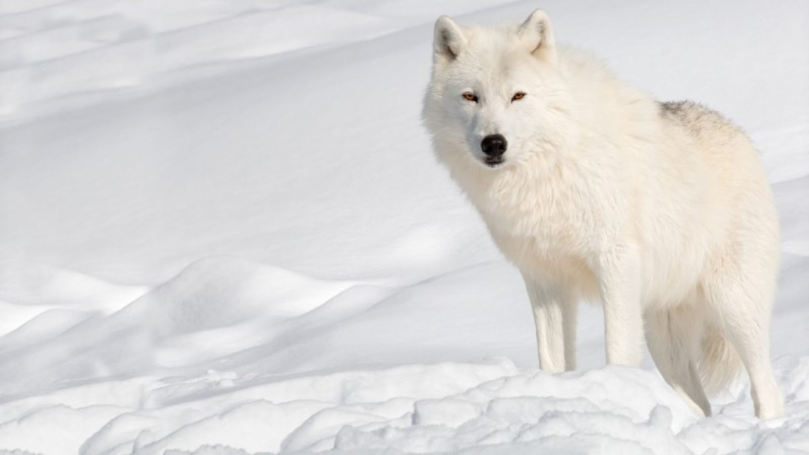 What do arctic wolves eat