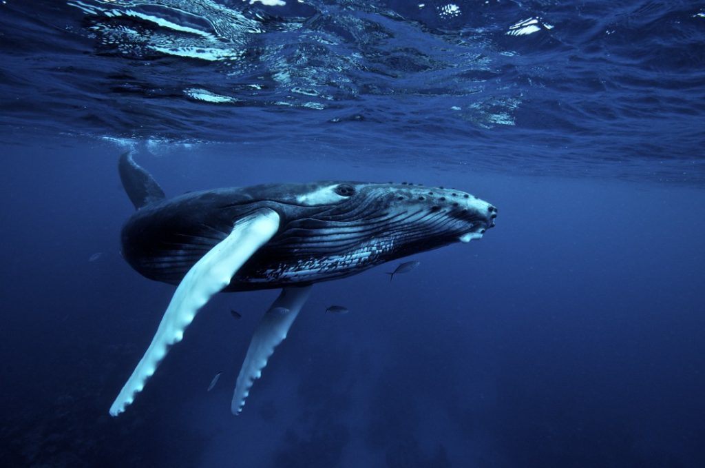 What do humpback whales eat