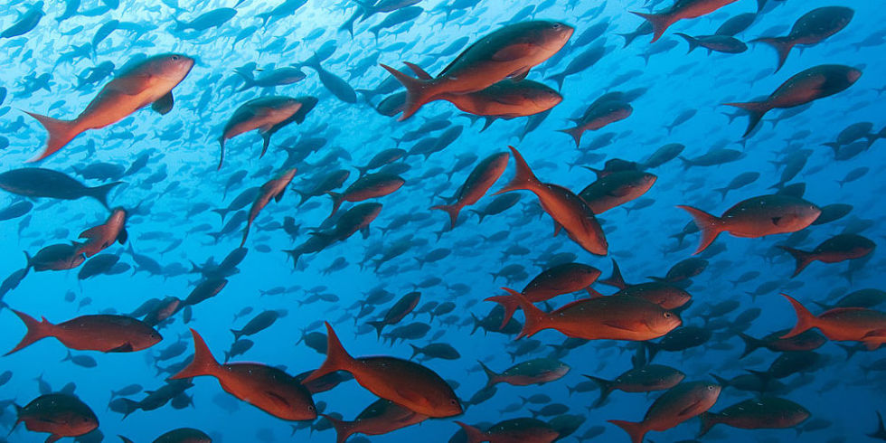 Where do fish live