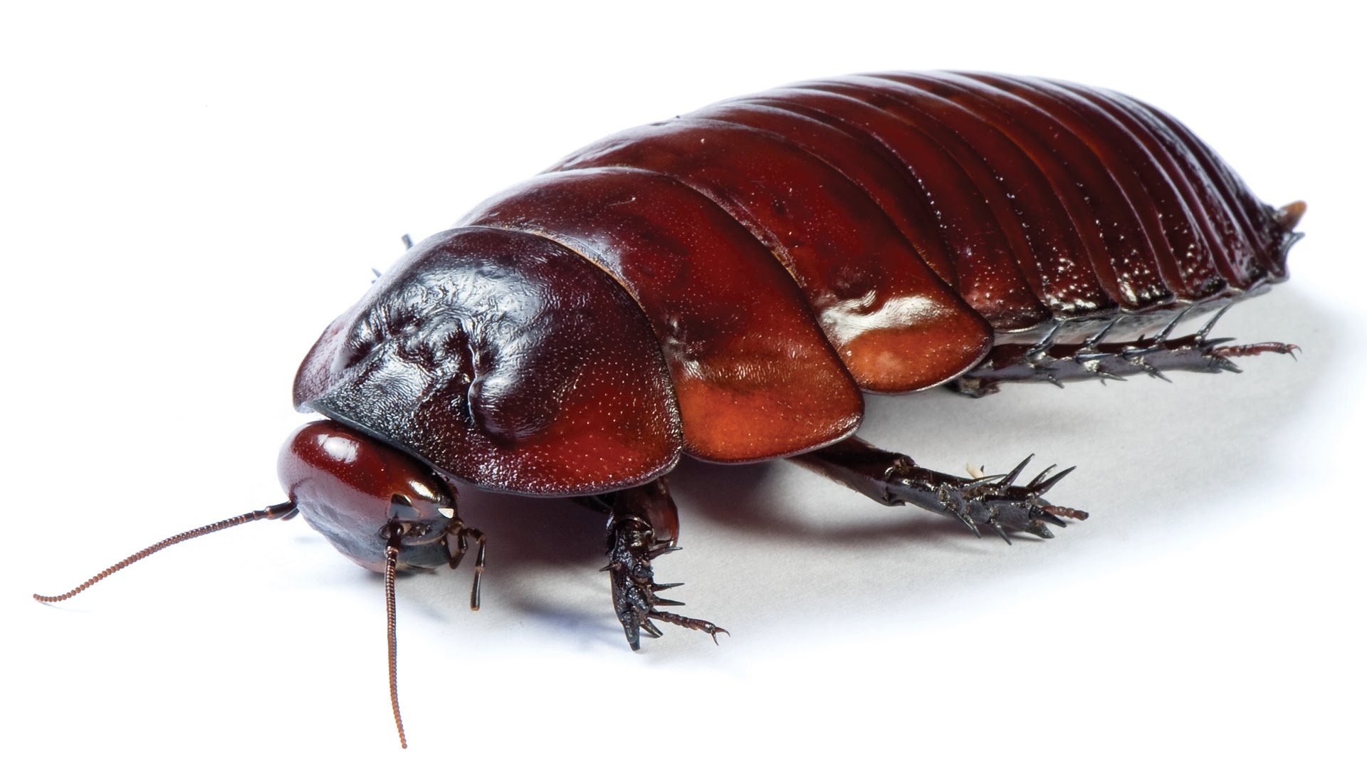 What do cockroaches eat