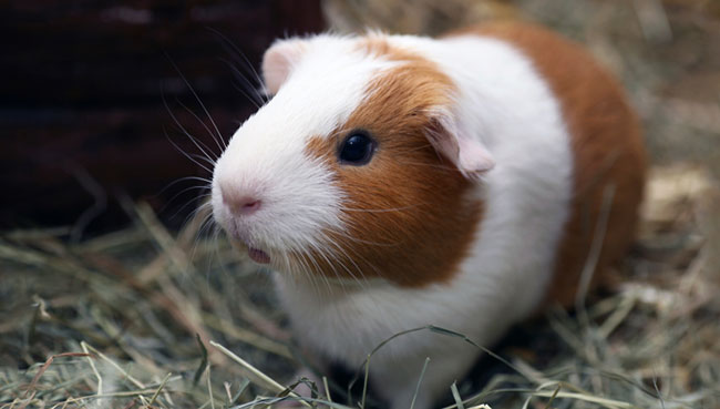 How long do guinea pigs live
