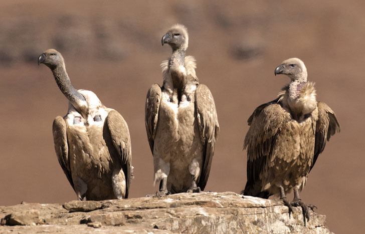 How long do vultures live
