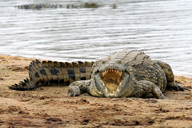 Datos sobre cocodrilos Cuanto viven los animales