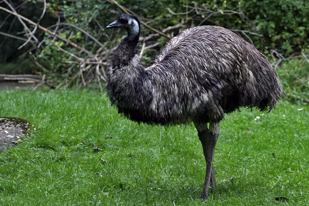 Facts about emus