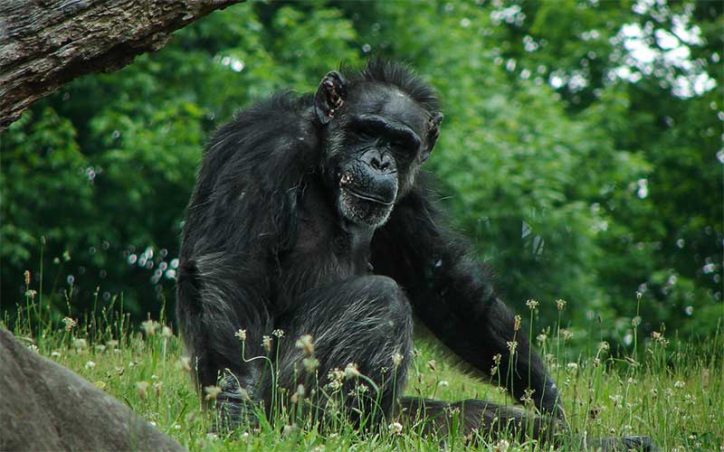 Facts about chimpanzees
