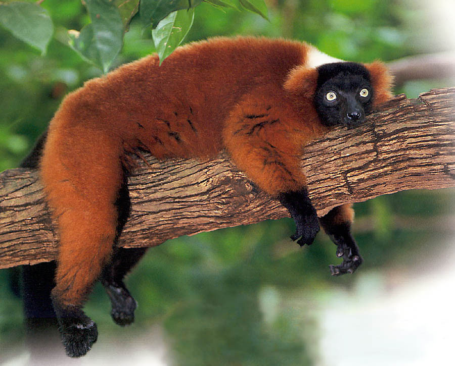 Facts about lemurs
